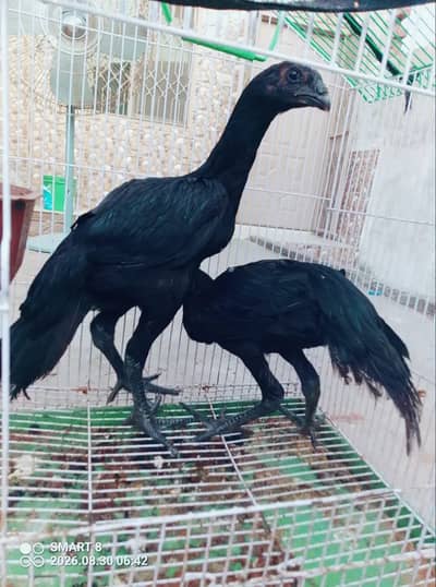 dragon  aseel | aseel dragon | Idragon aseel chicks | 03714282948