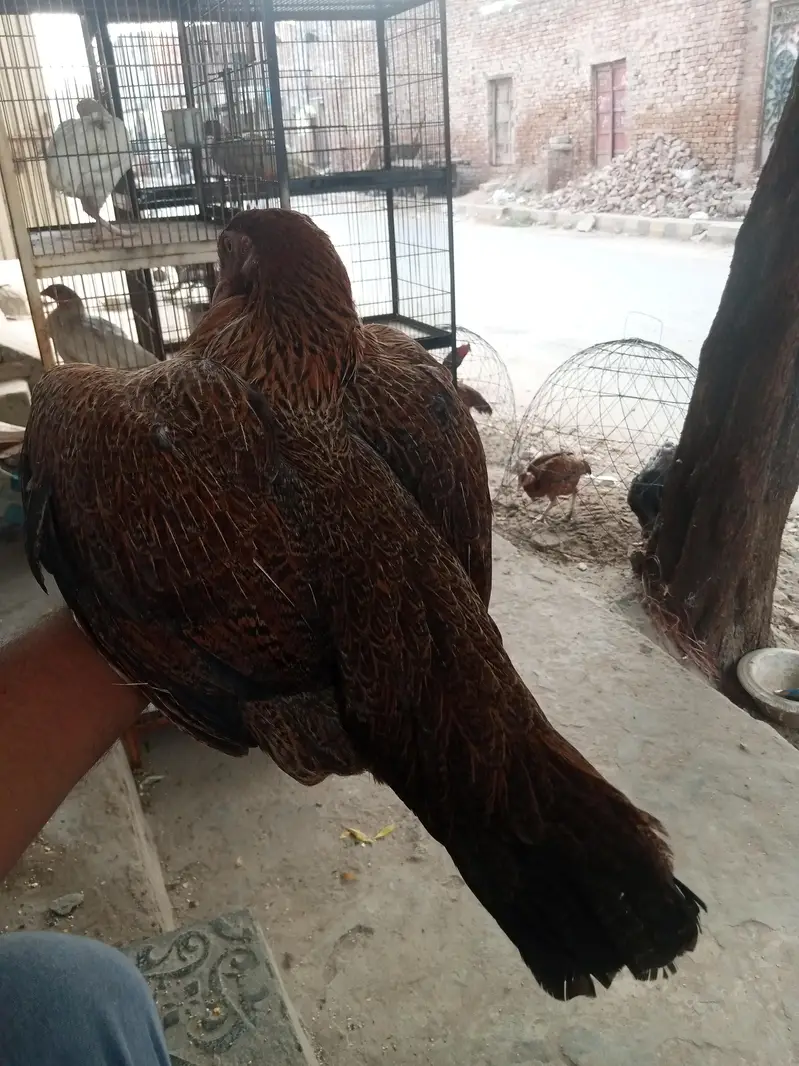 aseel morgy or morgiya — photo 5