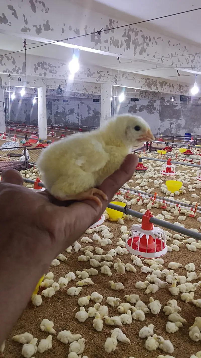 Great flock fully vaccinated — photo 4