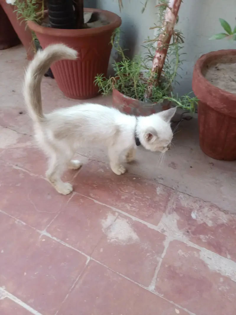 Persian Female kiten
