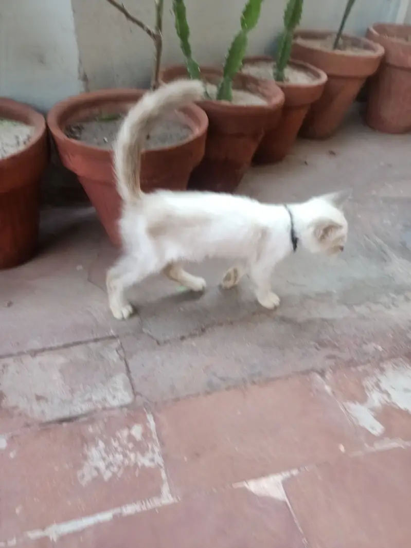 Persian Female kiten — photo 2