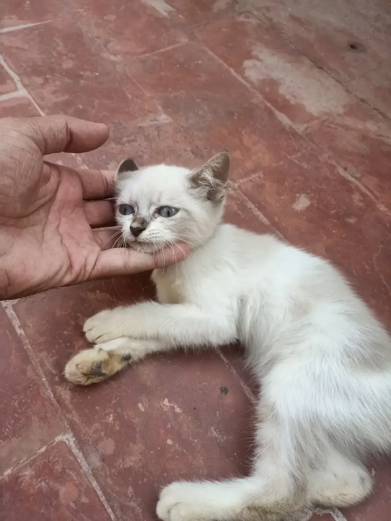 Persian Female kiten — photo 3