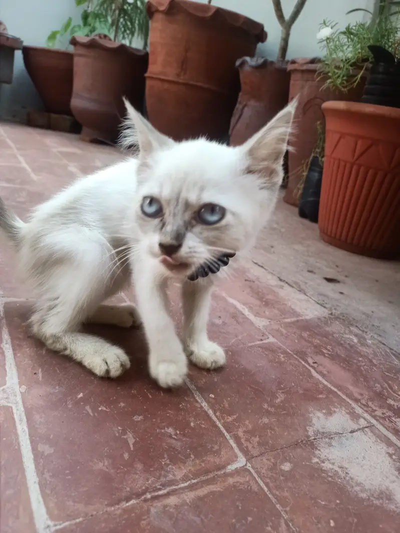 Persian Female kiten — photo 4