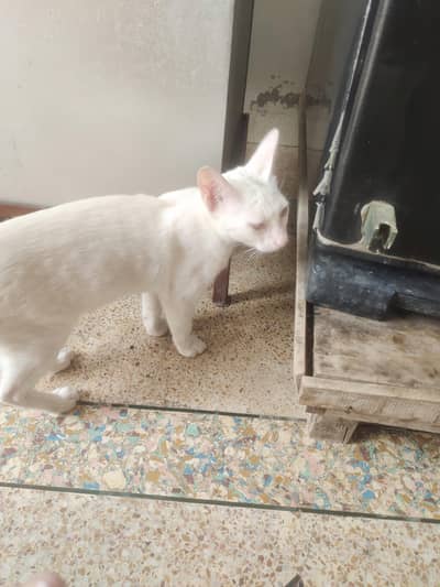 title value house pet