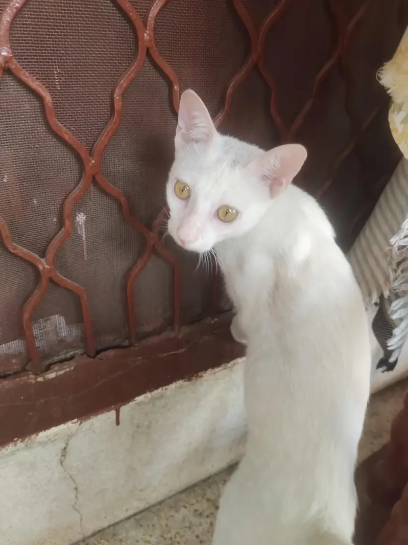 title value house pet — photo 2