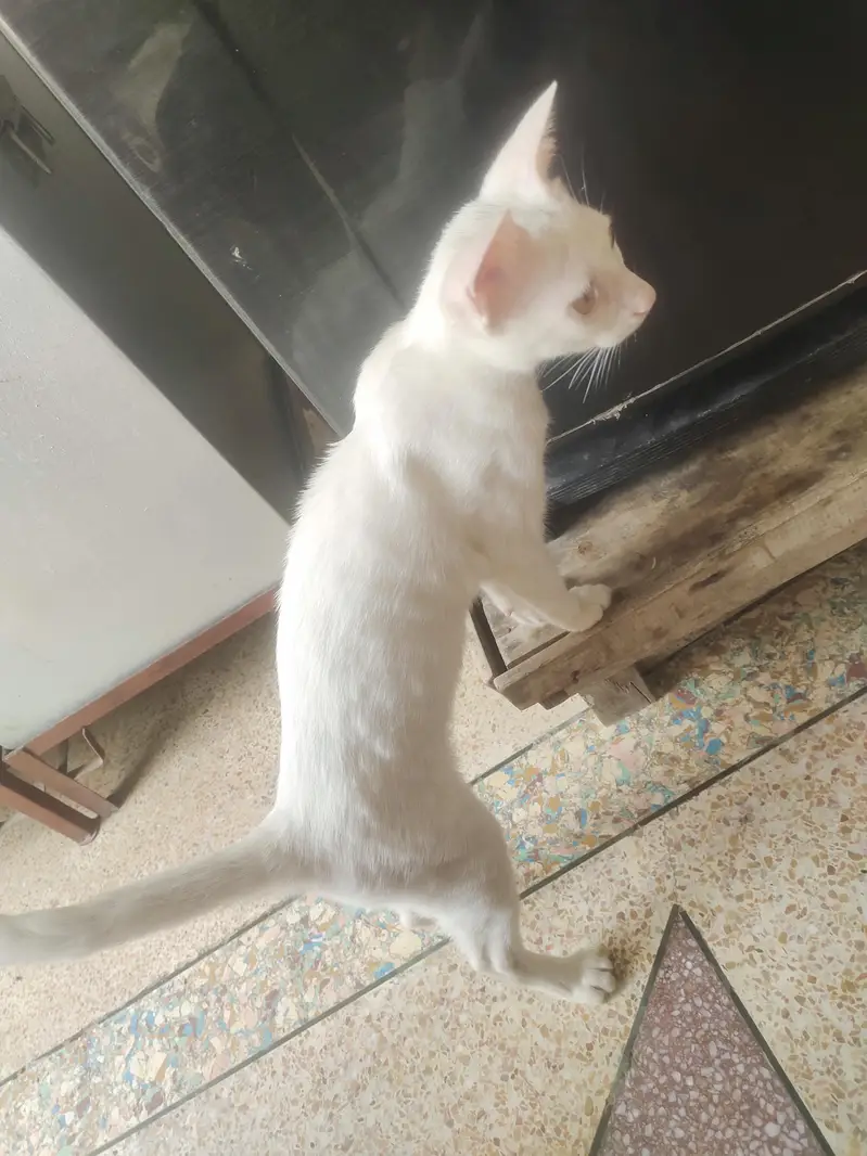 title value house pet — photo 3