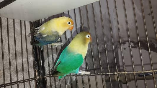 Love Birds