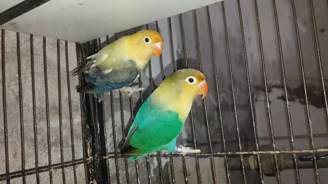 Love Birds — photo 2