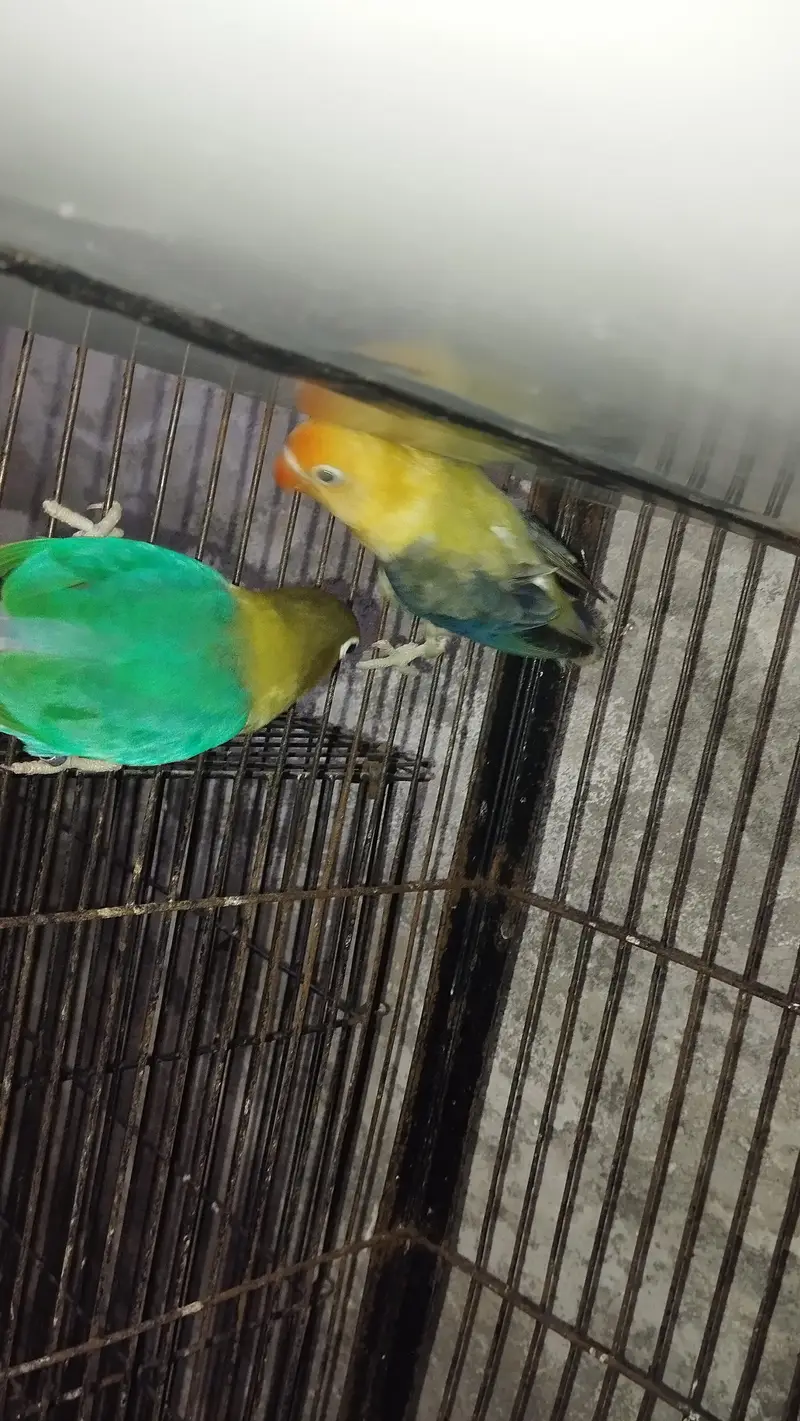 Love Birds — photo 3