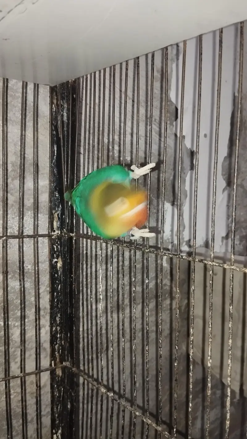 Love Birds — photo 4