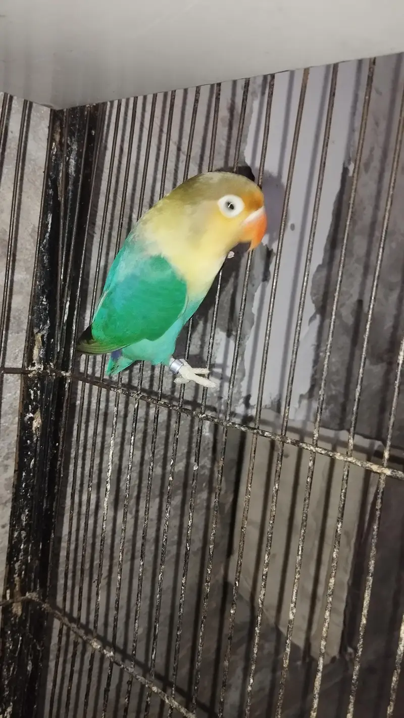 Love Birds — photo 5