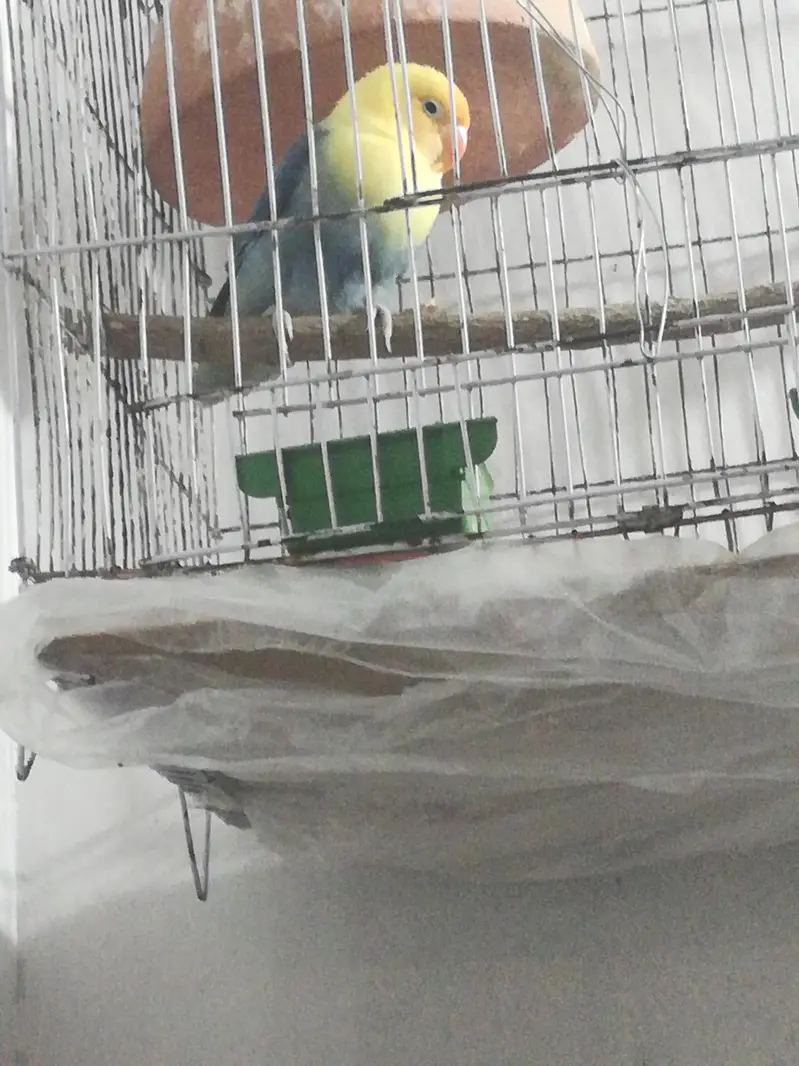 Albino yellow blue female — photo 2