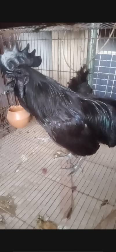 ayam cmani blak  chicken