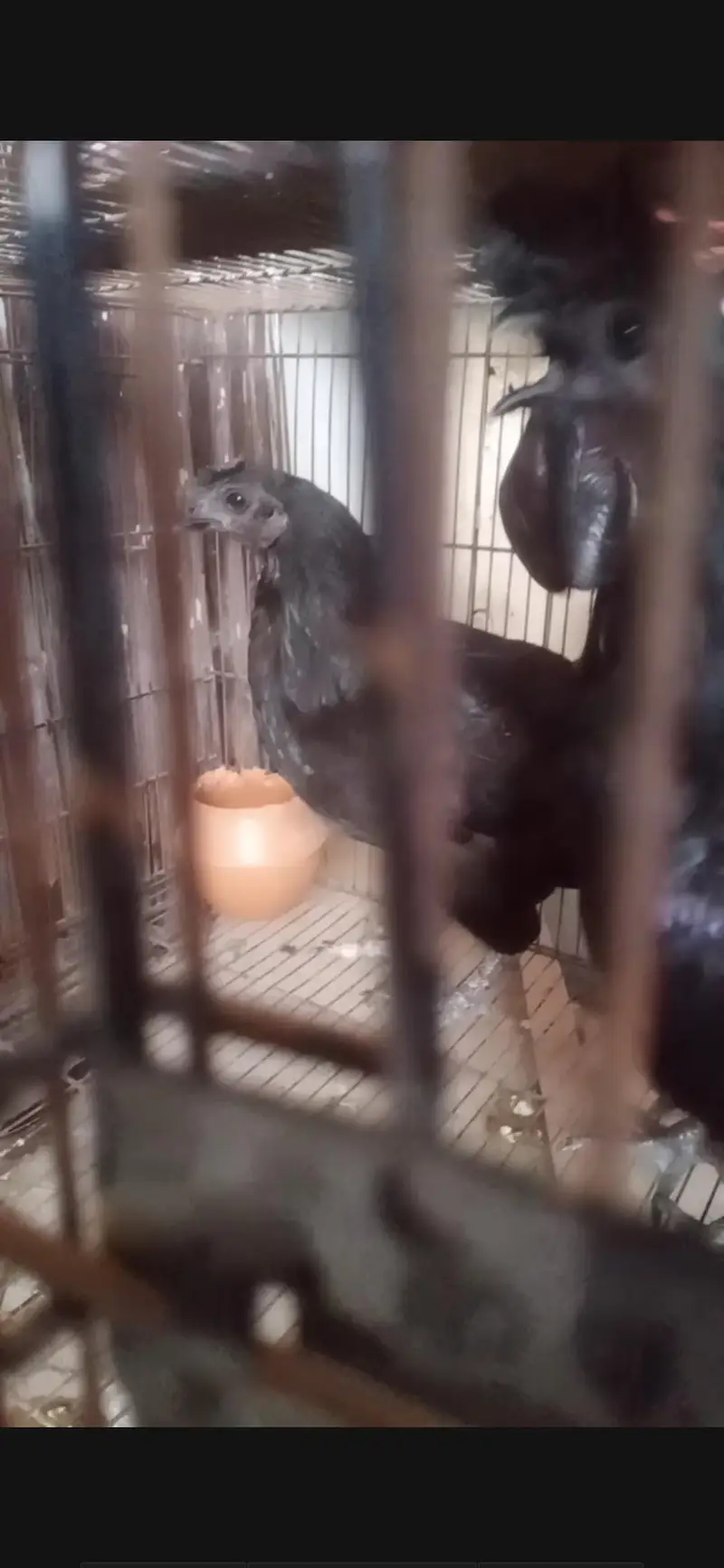 ayam cmani blak  chicken — photo 2