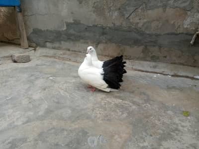 Pure Black tail pair breeder