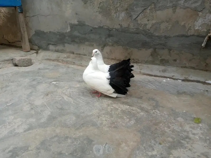 Pure Black tail pair breeder