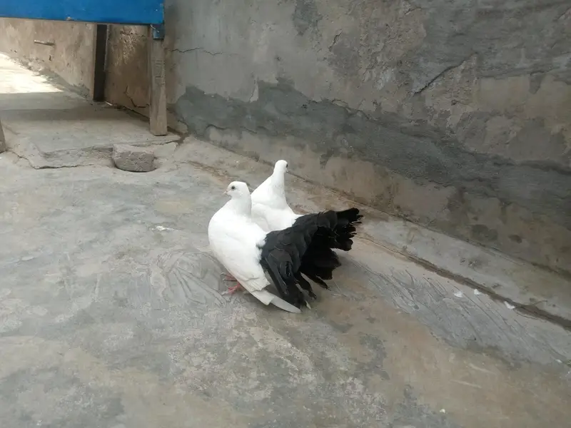 Pure Black tail pair breeder — photo 2