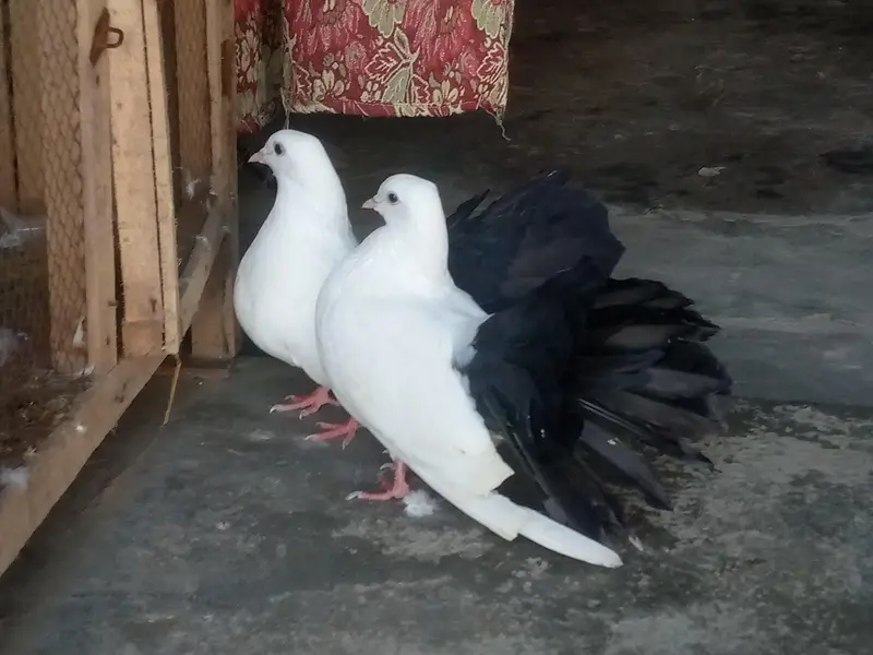 Pure Black tail pair breeder — photo 3
