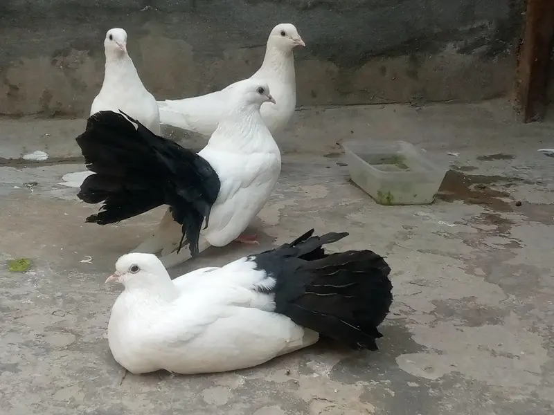 Pure Black tail pair breeder — photo 6