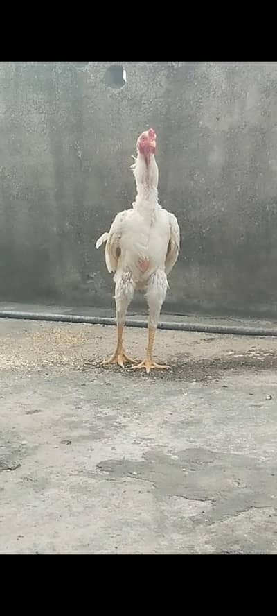 Shamo Pair For Sale | 11 Months Male & 14 Months Female