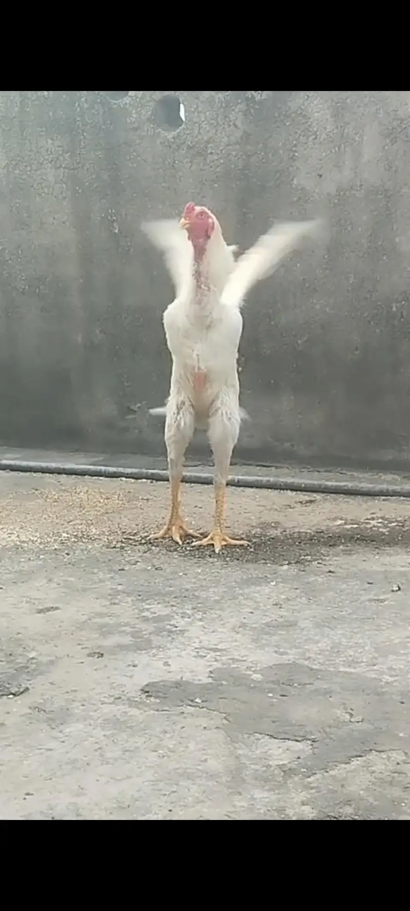 Shamo Pair For Sale | 11 Months Male & 14 Months Female — photo 3