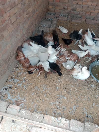 shorkot city zila jhang shop gril school