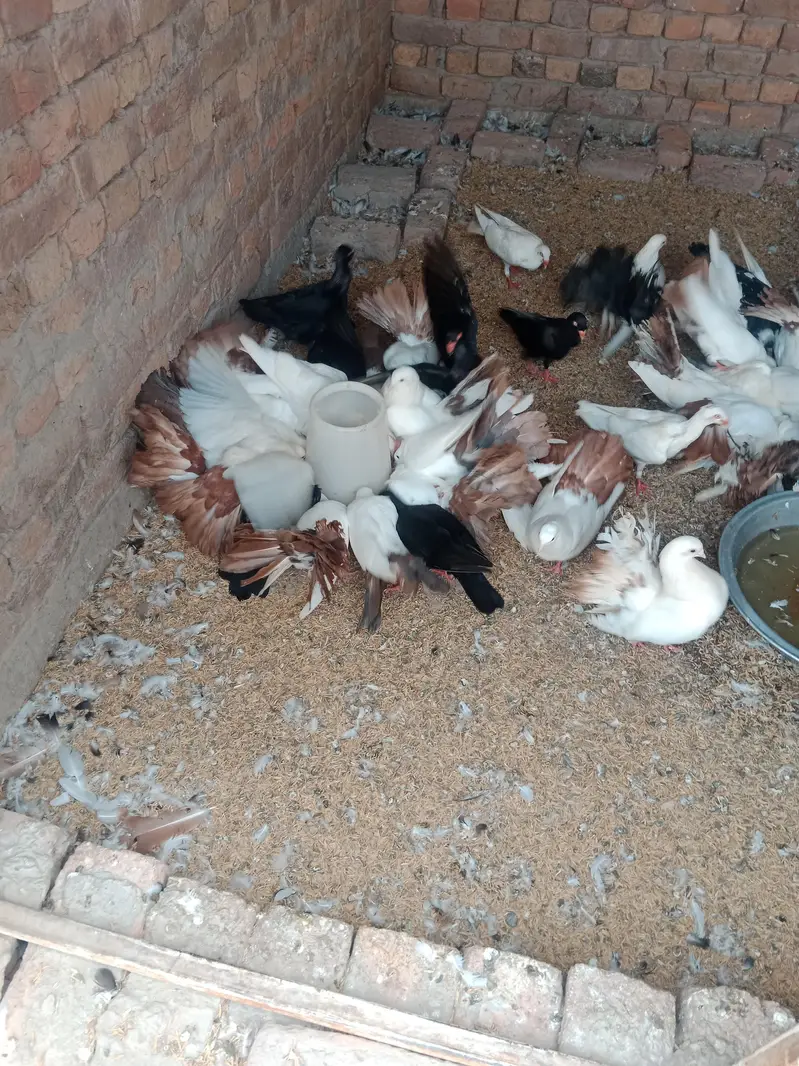 shorkot city zila jhang shop gril school