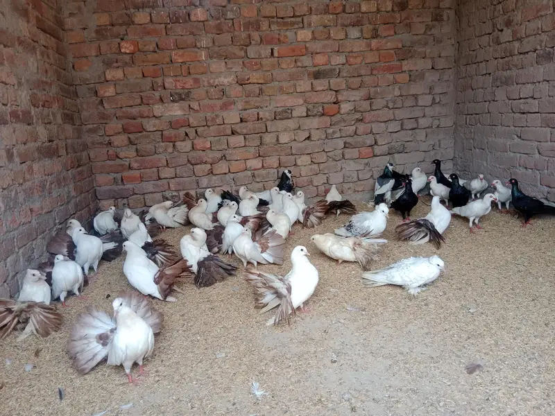 shorkot city zila jhang shop gril school — photo 2