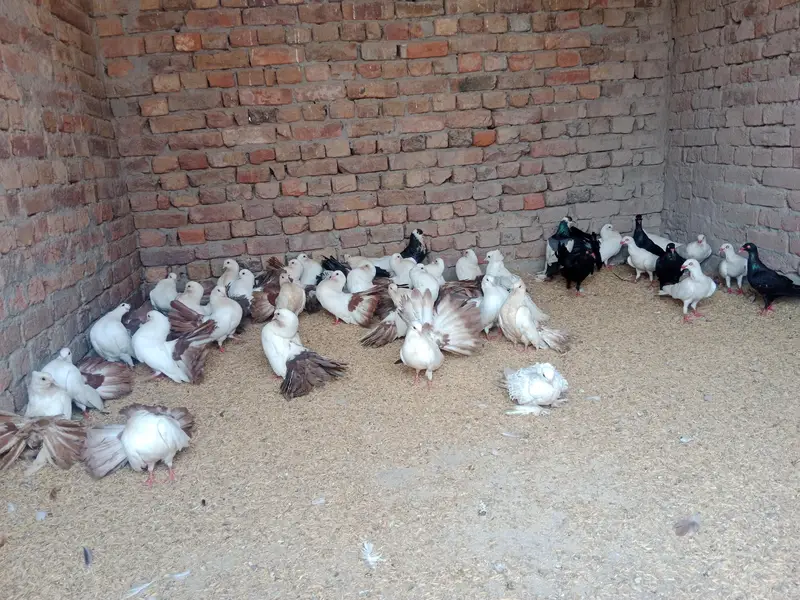 shorkot city zila jhang shop gril school — photo 3