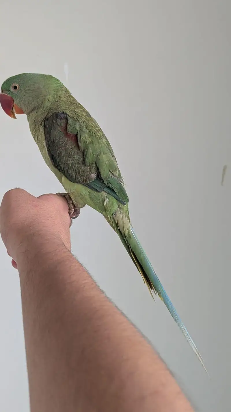 Hand tamed 0-Bite | Monks, Ringnecks, Sun Conures, Kashmiri Pahari Etc — photo 2