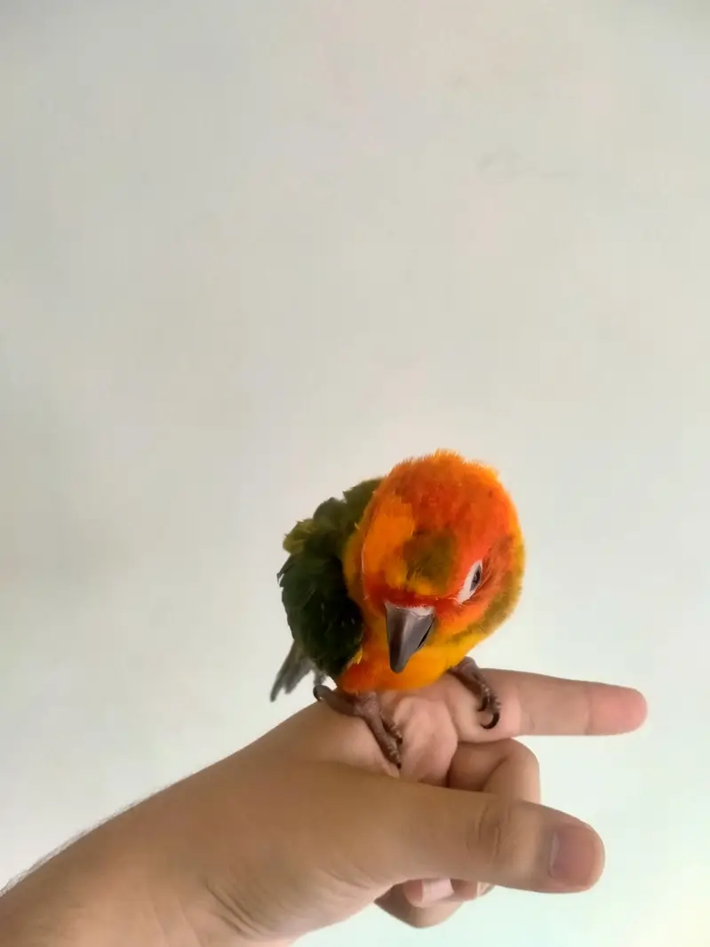Hand tamed 0-Bite | Monks, Ringnecks, Sun Conures, Kashmiri Pahari Etc — photo 3