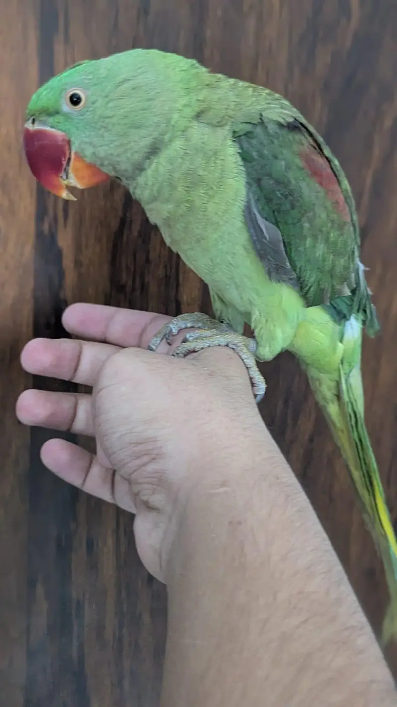 Hand tamed 0-Bite | Monks, Ringnecks, Sun Conures, Kashmiri Pahari Etc — photo 4