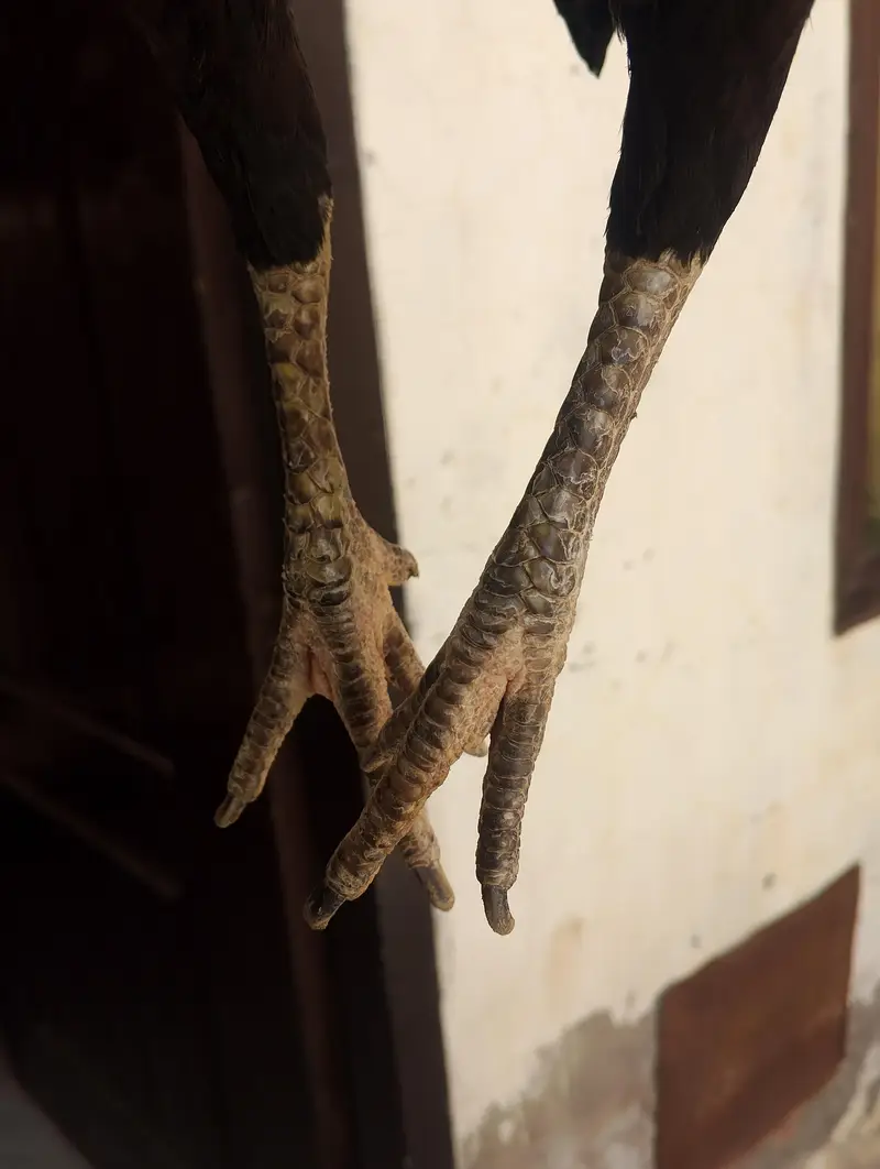 mushki madi — photo 3