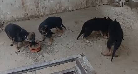 German shephered puppies | GSD puppy | double coat | german puppy