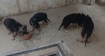 German shephered puppies | GSD puppy | double coat | german puppy