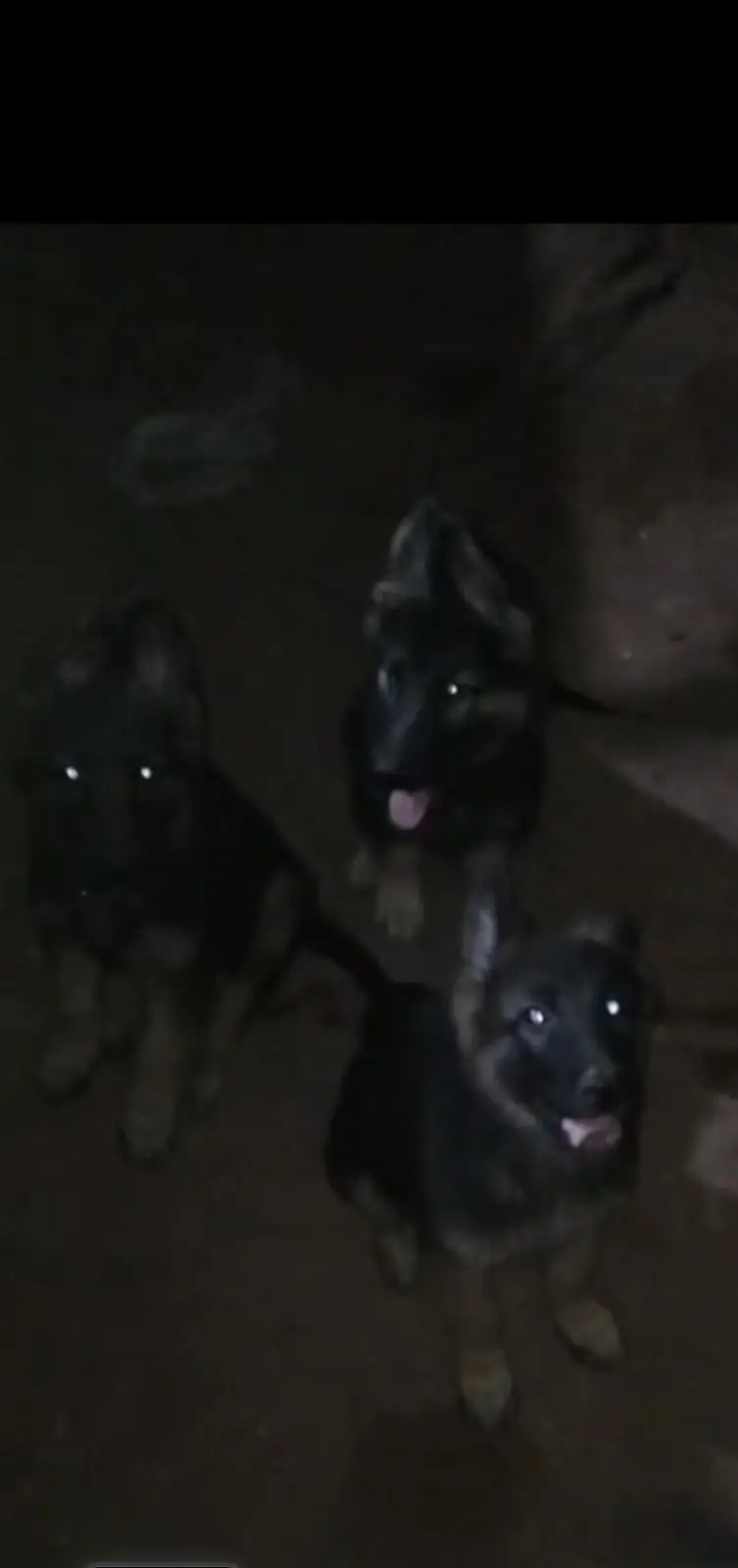 German shephered puppies | GSD puppy | double coat | german puppy — photo 2