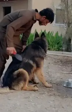German shephered puppies | GSD puppy | double coat | german puppy — photo 4