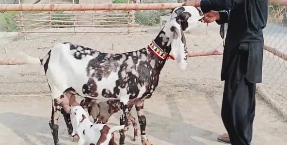 2 bacchon wali bakri for sale call 03225280183