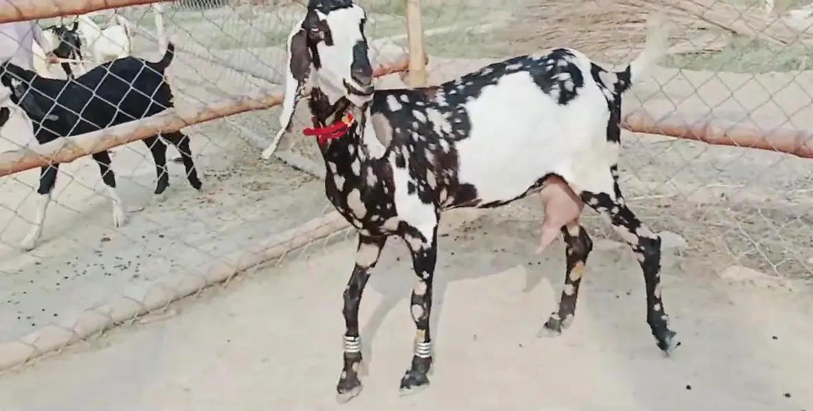 2 bacchon wali bakri for sale call 03225280183 — photo 2