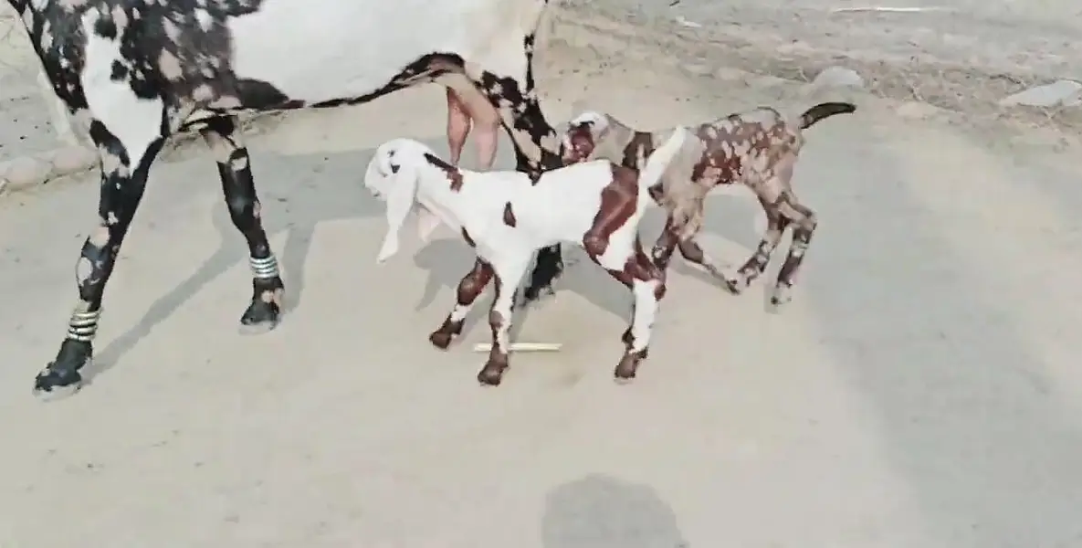 2 bacchon wali bakri for sale call 03225280183 — photo 3