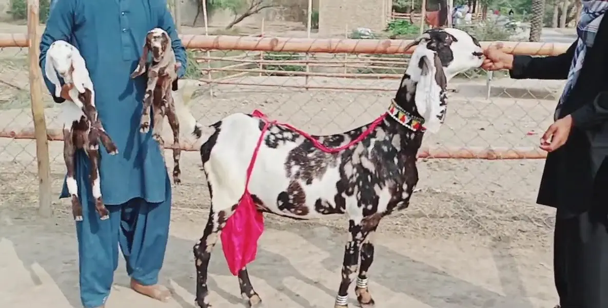 2 bacchon wali bakri for sale call 03225280183 — photo 4