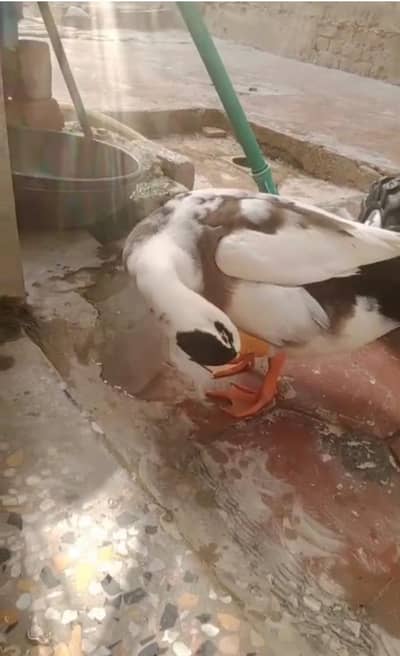 Duck For Sale