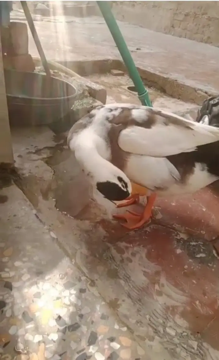 Duck For Sale