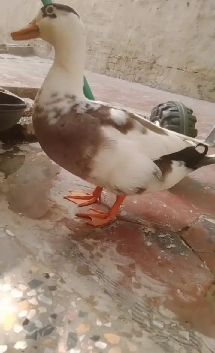 Duck For Sale — photo 2
