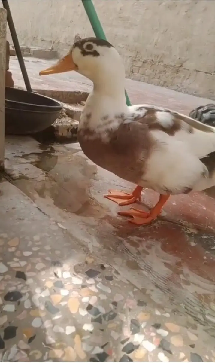 Duck For Sale — photo 3