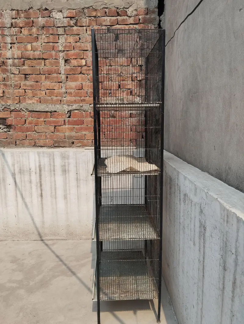 BIRDS CAGE — photo 2