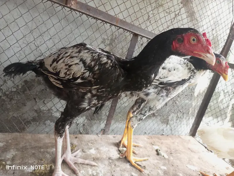 lasani pathay available home breed — photo 3