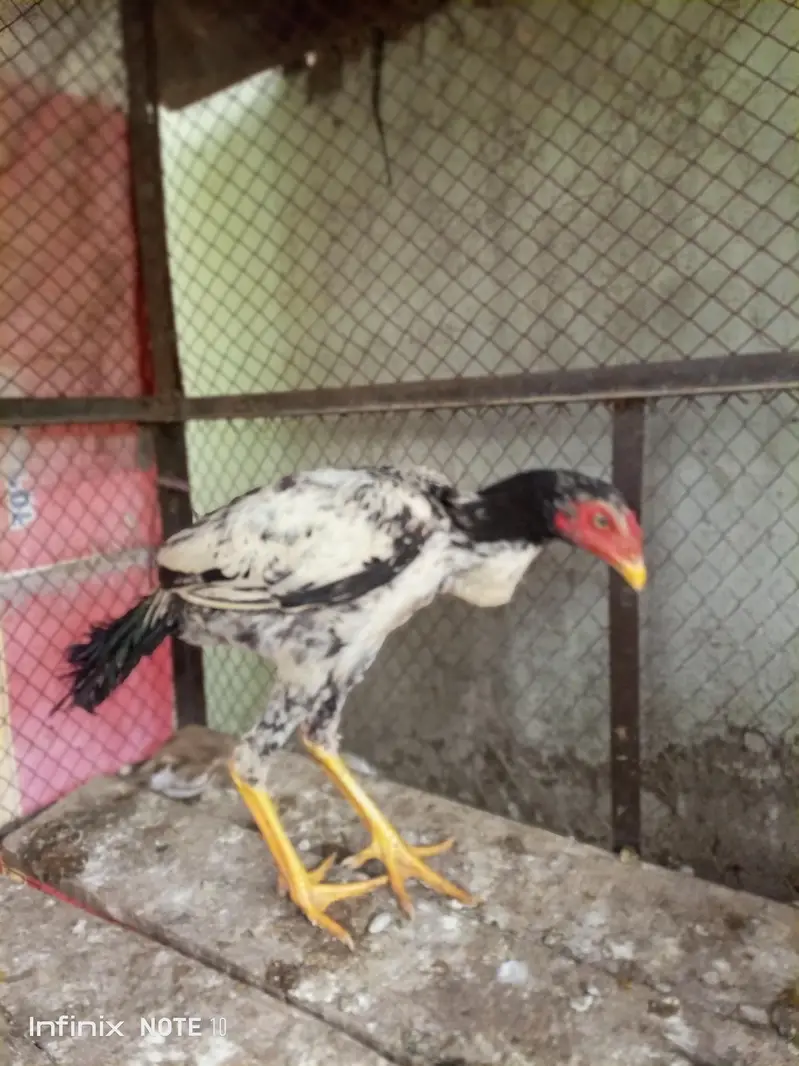 lasani pathay available home breed — photo 5