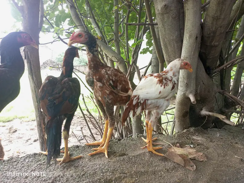 lasani pathay available home breed — photo 6