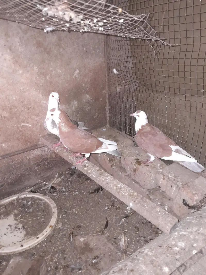lakay  and sharzi — photo 5